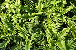 Polystichum munitum (Sword fern)